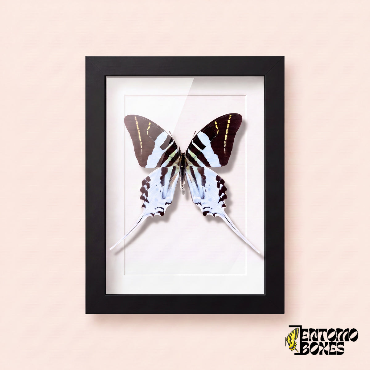 Giant swordtail butterfly (Graphium androcles) in a black shadow box frame, front view