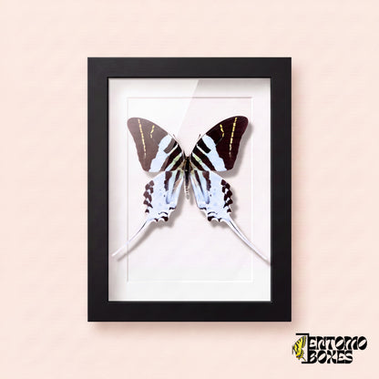 Giant swordtail butterfly (Graphium androcles) in a black shadow box frame, front view