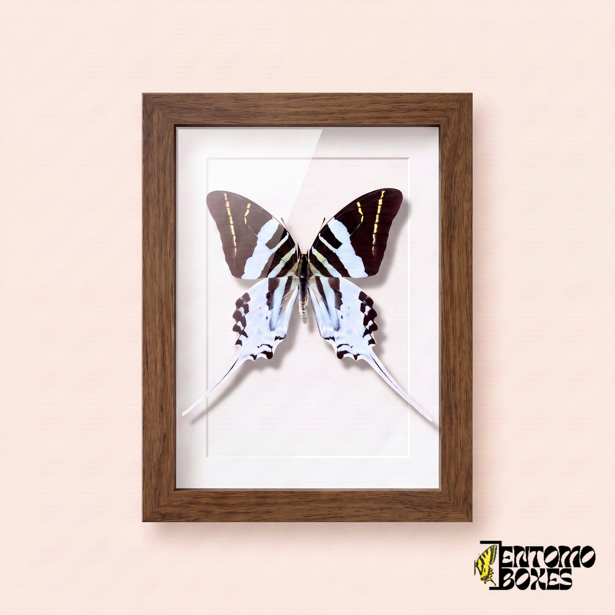 Giant swordtail butterfly (Graphium androcles) in a dark wood shadow box frame, front view