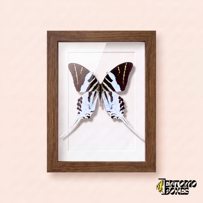 Giant swordtail butterfly (Graphium androcles) in a dark wood shadow box frame, front view