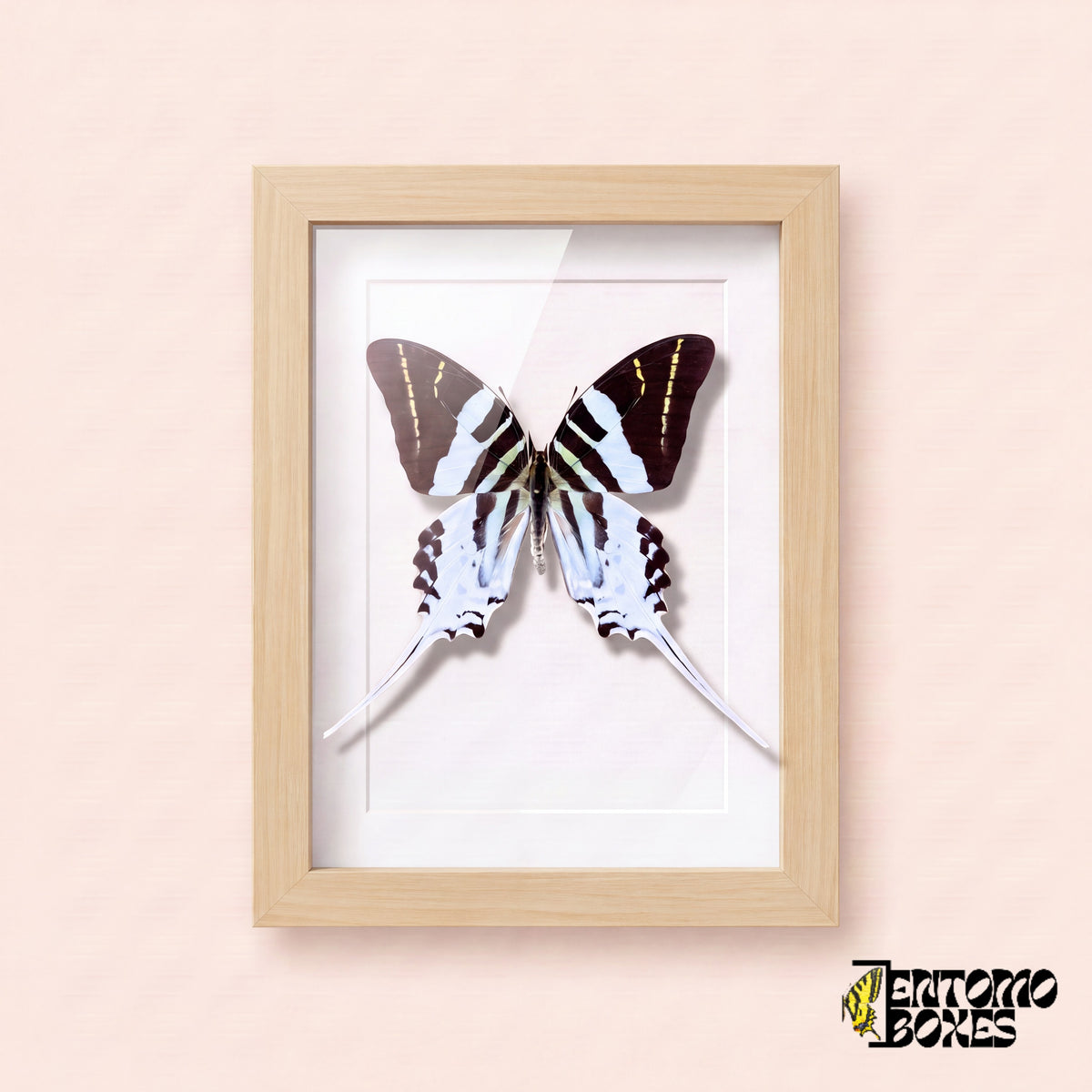 Giant swordtail butterfly (Graphium androcles) in a light wood shadow box frame, front view