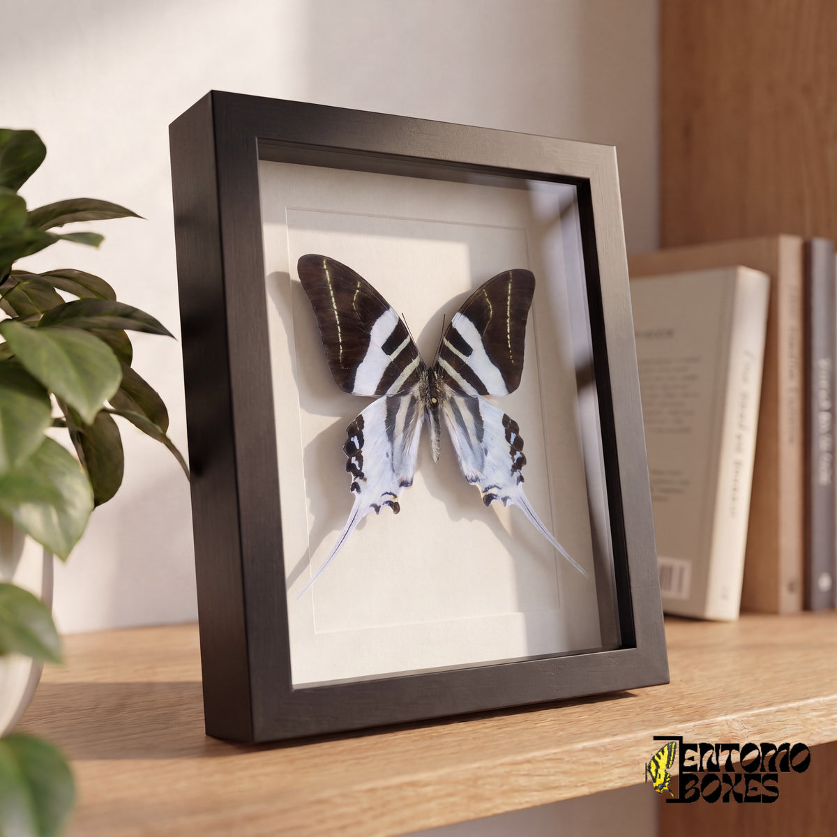 Framed black and white swordtail butterfly standing on a wooden shelf, side view showing the frame depth