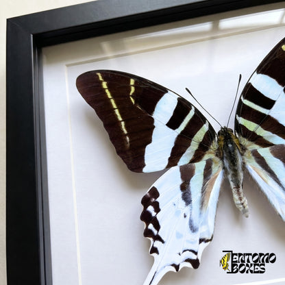 Close-up of the black and white striped wing with pale yellow lines of Graphium androcles behind plexiglass in a black frame