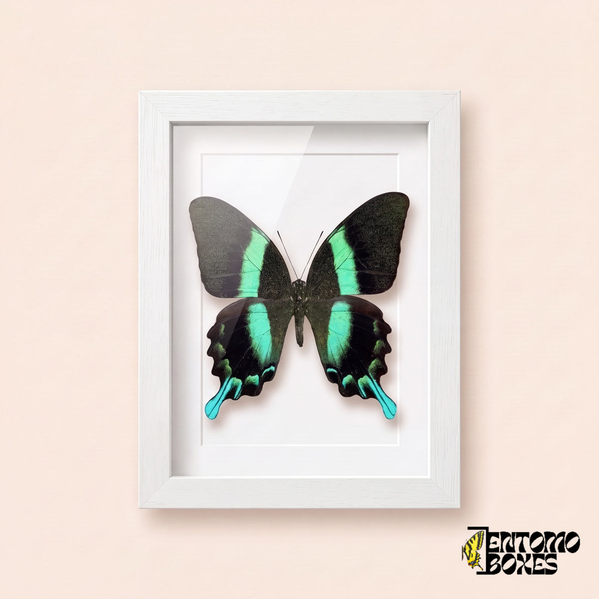 Peacock swallowtail butterfly (Papilio blumei) with emerald green bands in a white shadow box frame, front view