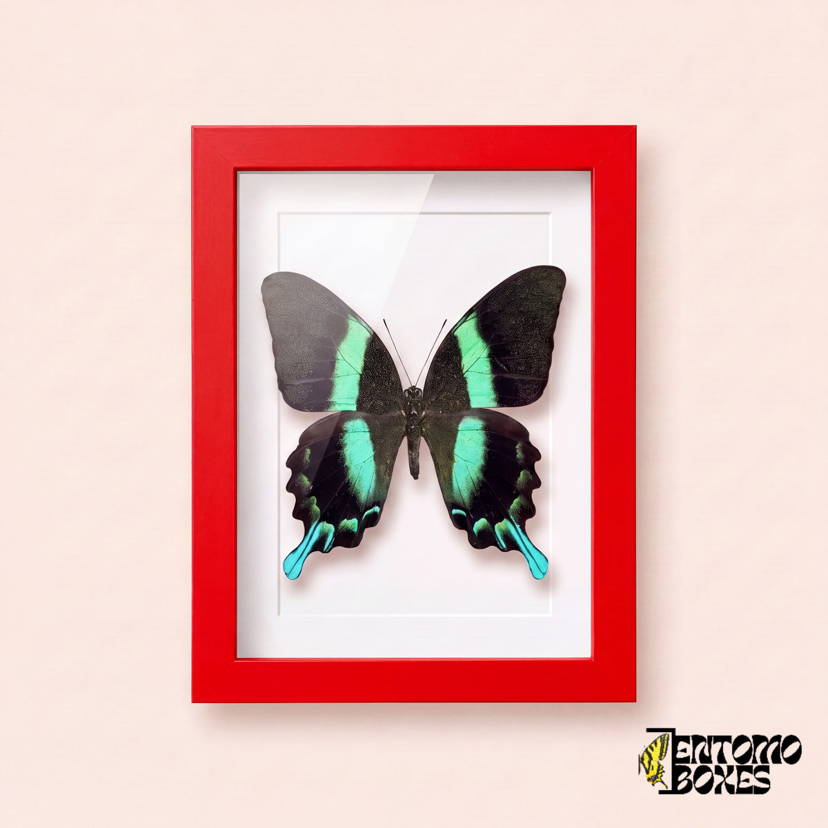 Peacock swallowtail butterfly (Papilio blumei) in a red shadow box frame, front view
