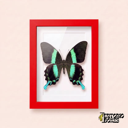 Peacock swallowtail butterfly (Papilio blumei) in a red shadow box frame, front view