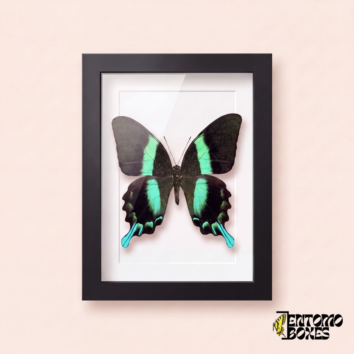 Peacock swallowtail butterfly (Papilio blumei) in a black shadow box frame, front view
