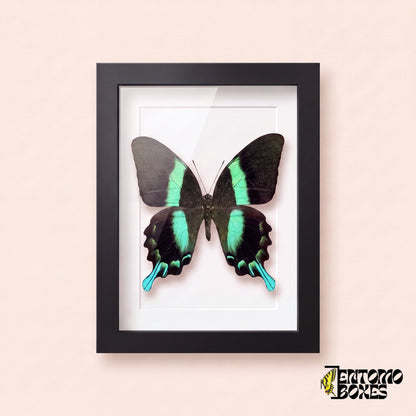 Peacock swallowtail butterfly (Papilio blumei) in a black shadow box frame, front view