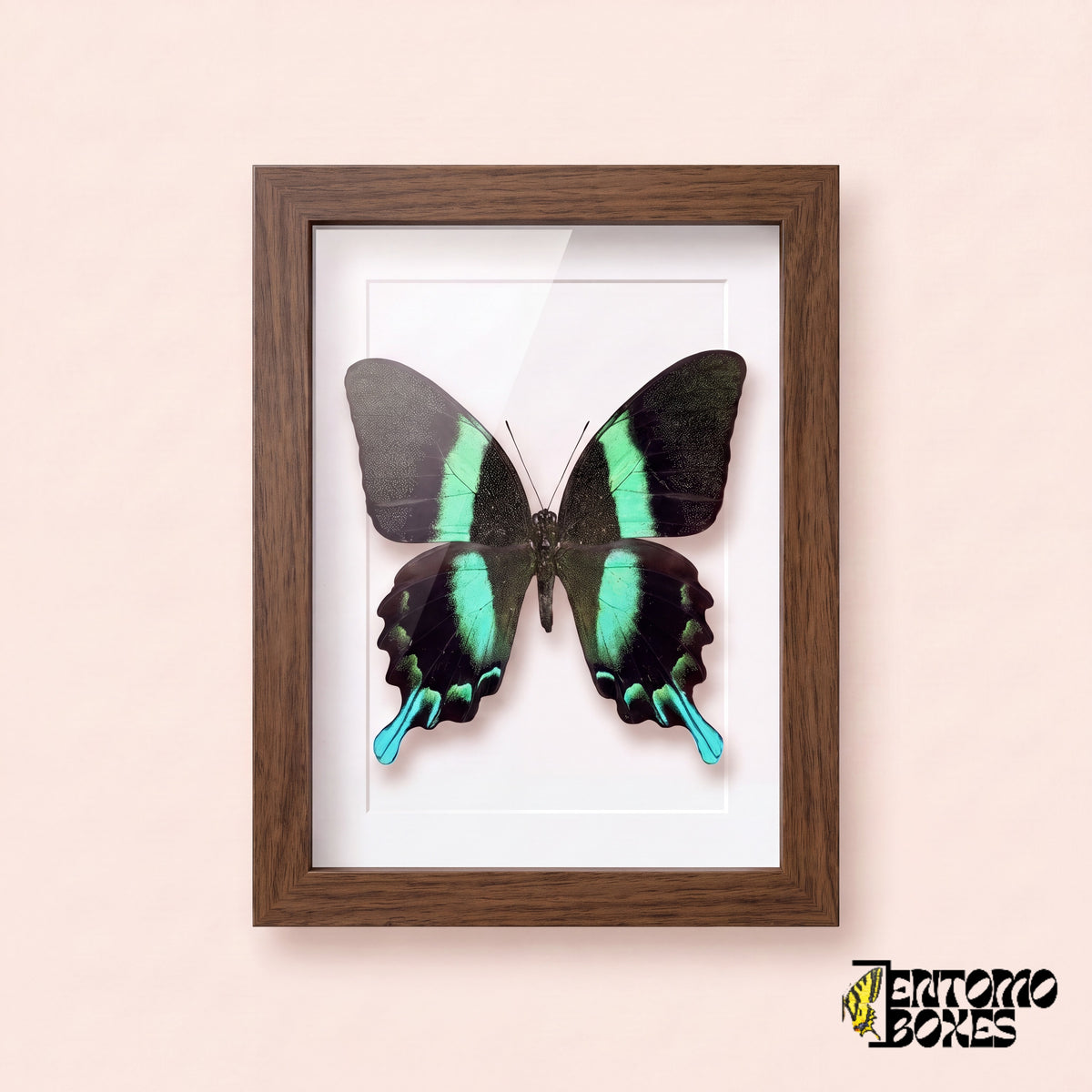 Peacock swallowtail butterfly (Papilio blumei) in a dark wood shadow box frame, front view