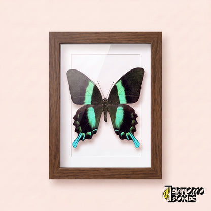 Peacock swallowtail butterfly (Papilio blumei) in a dark wood shadow box frame, front view