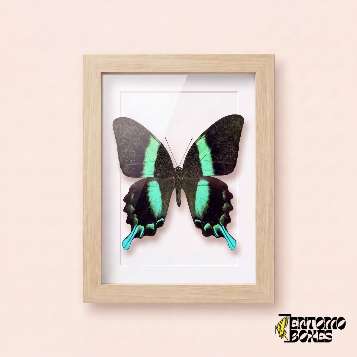 Peacock swallowtail butterfly (Papilio blumei) in a light wood shadow box frame, front view
