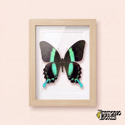 Peacock swallowtail butterfly (Papilio blumei) in a light wood shadow box frame, front view