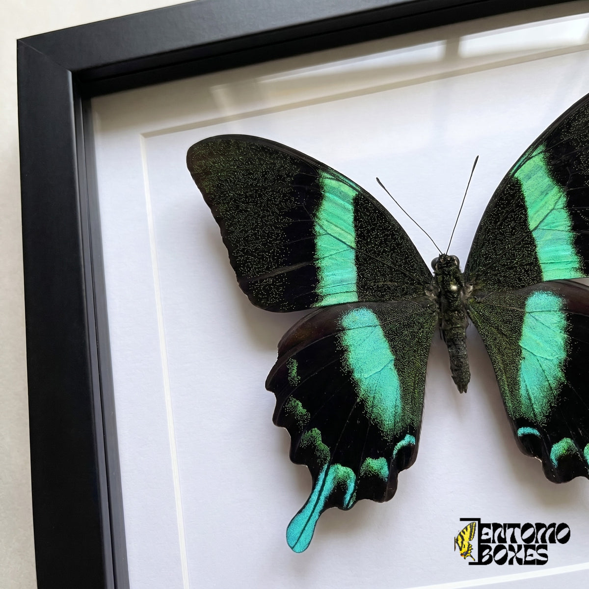 Close-up of the black and green speckled wings and turquoise tail of Papilio blumei behind plexiglass in a black frame