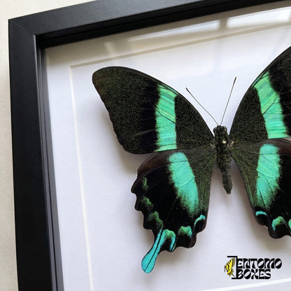 Close-up of the black and green speckled wings and turquoise tail of Papilio blumei behind plexiglass in a black frame