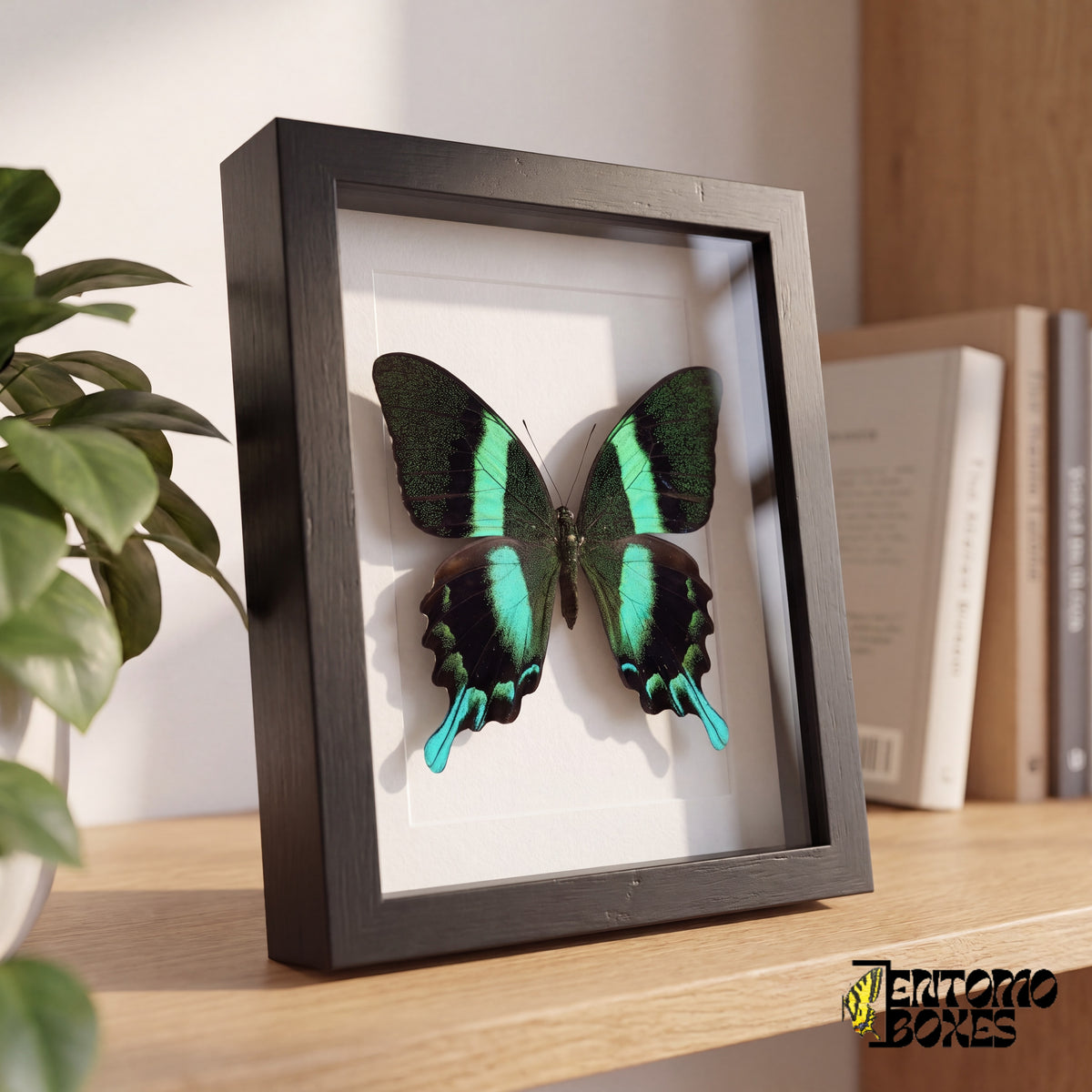 Framed green swallowtail butterfly standing on a wooden shelf, side view showing the frame depth