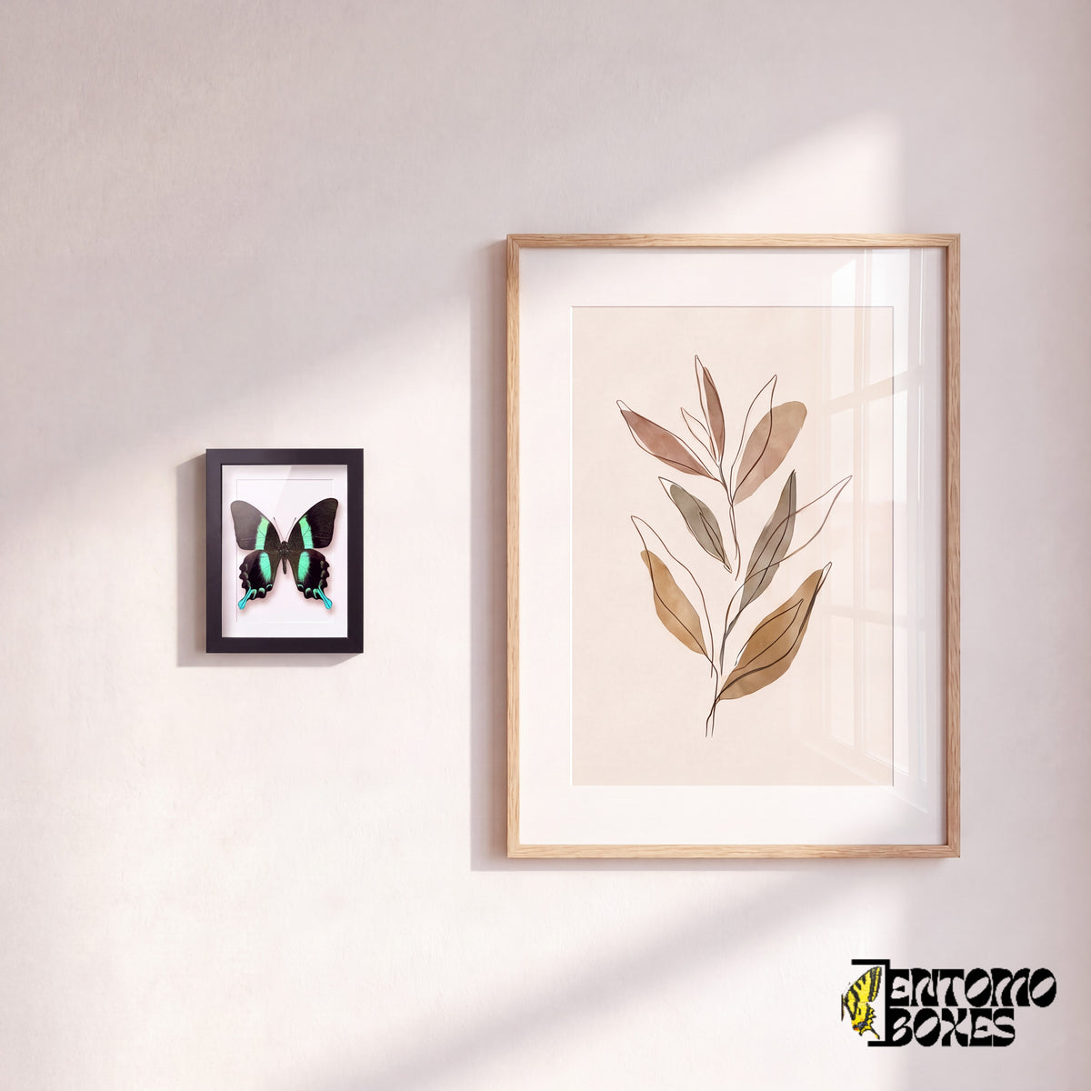 Small framed peacock swallowtail butterfly hanging on a wall next to a botanical art poster
