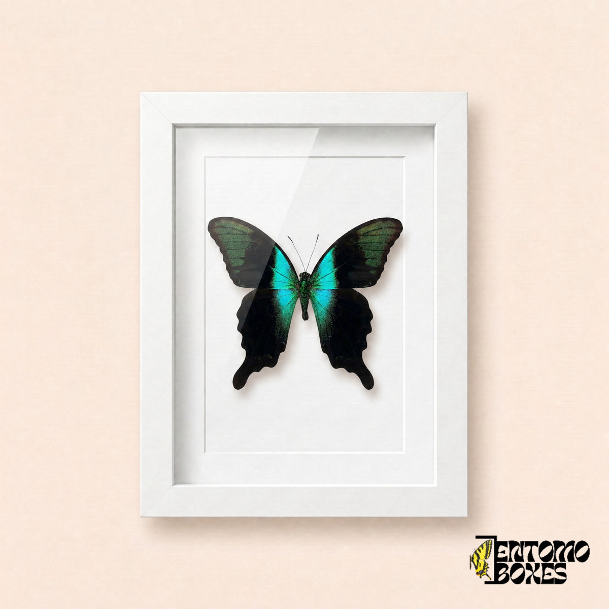 Peranthus swallowtail butterfly (Papilio peranthus) with black wings and a turquoise band in a white shadow box frame, front view