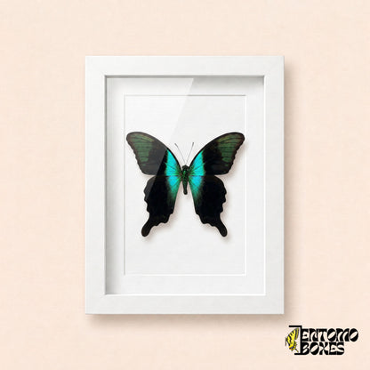 Peranthus swallowtail butterfly (Papilio peranthus) with black wings and a turquoise band in a white shadow box frame, front view