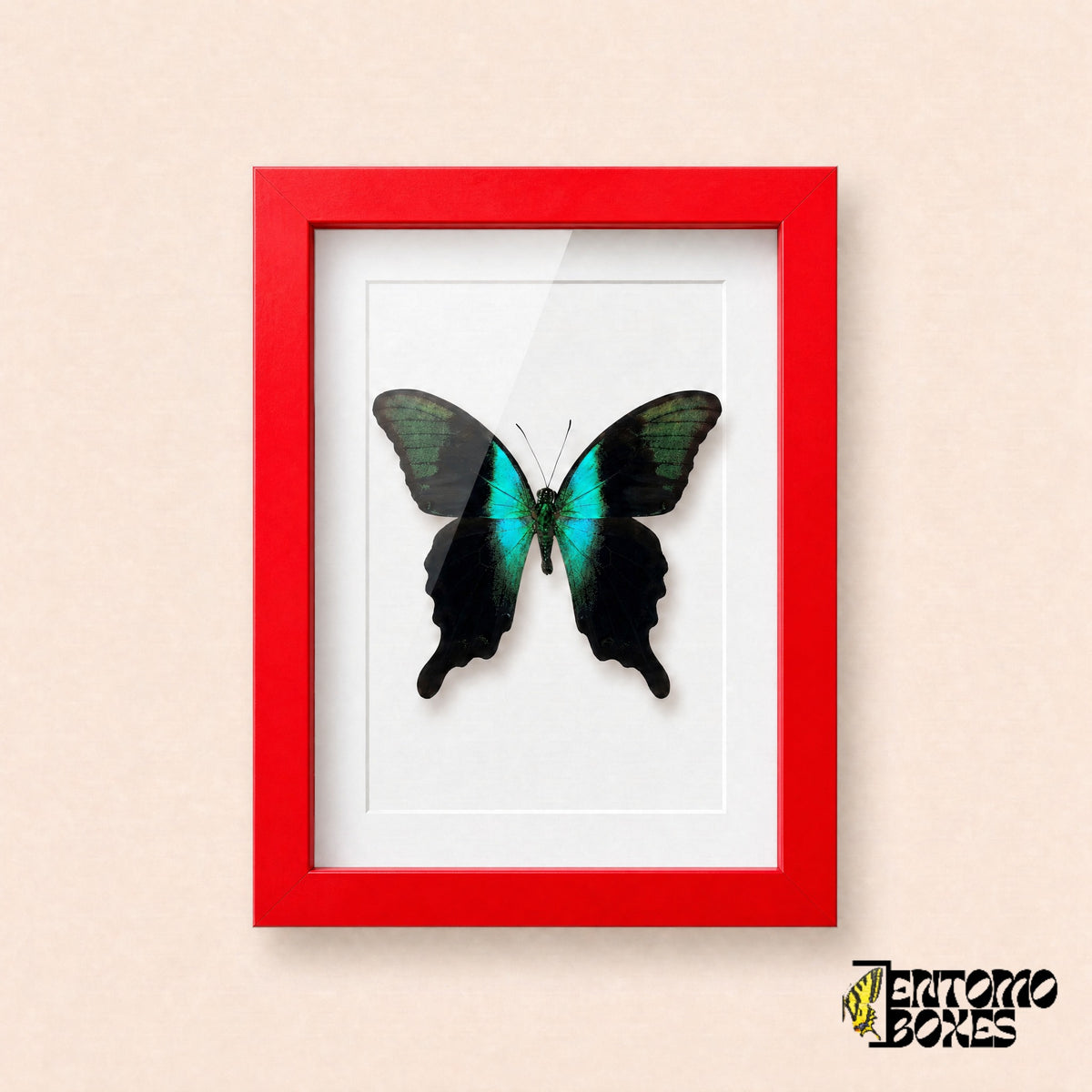 Peranthus swallowtail butterfly (Papilio peranthus) in a red shadow box frame, front view