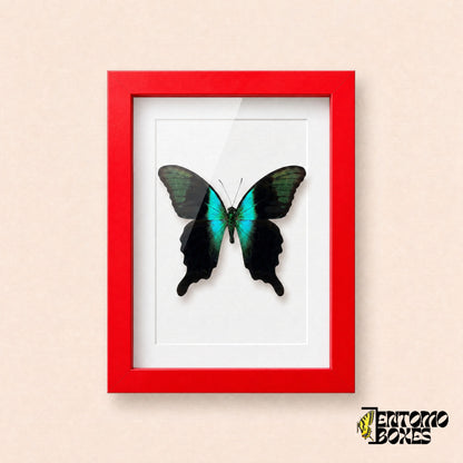 Peranthus swallowtail butterfly (Papilio peranthus) in a red shadow box frame, front view