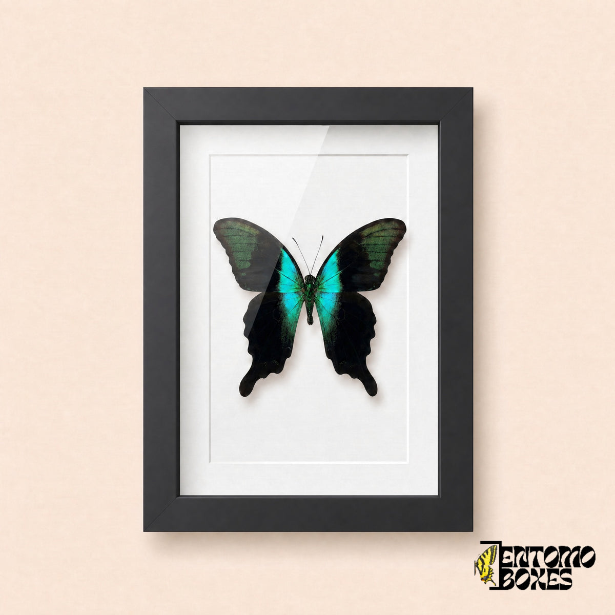 Peranthus swallowtail butterfly (Papilio peranthus) with iridescent turquoise band in a black shadow box frame, front view