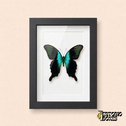 Peranthus swallowtail butterfly (Papilio peranthus) with iridescent turquoise band in a black shadow box frame, front view