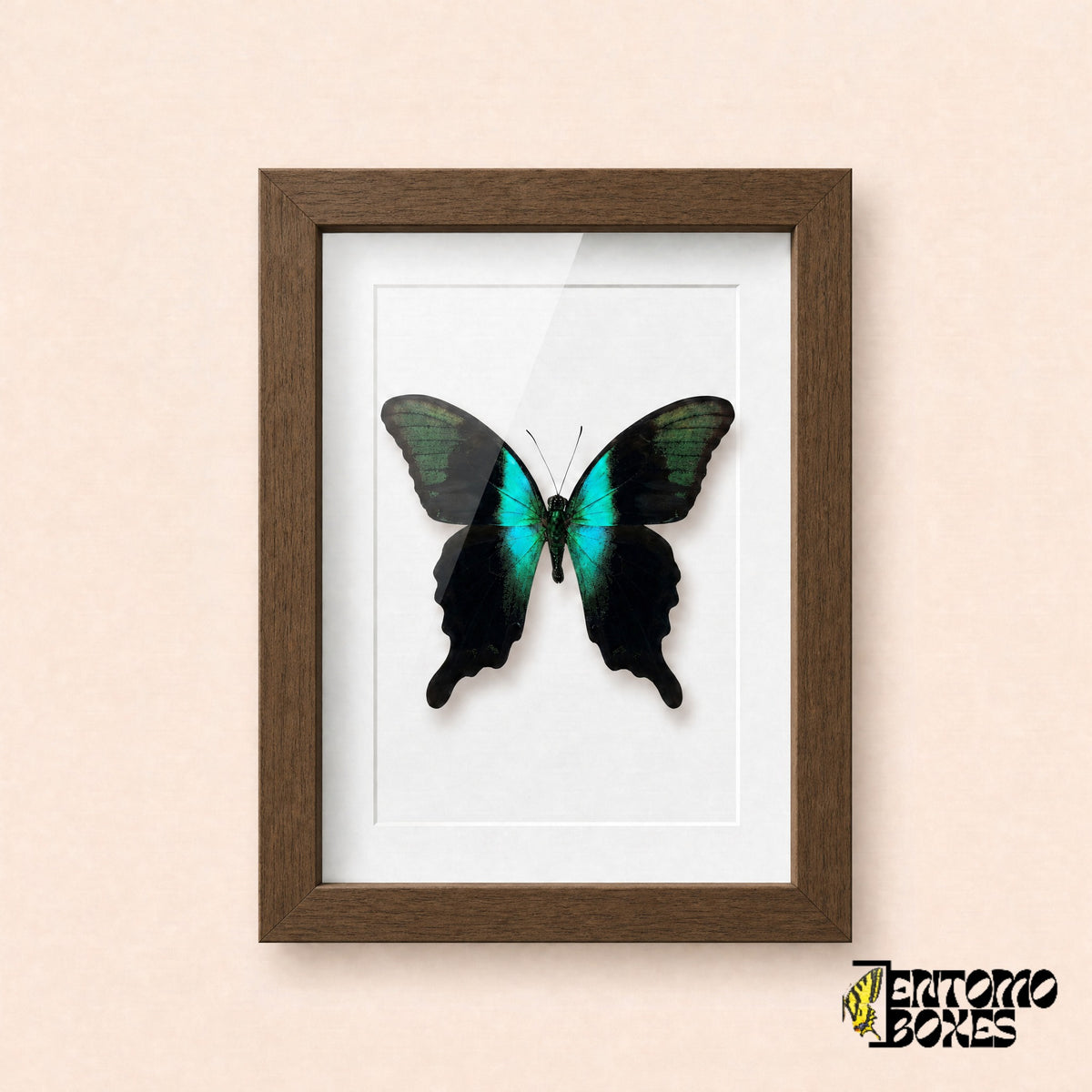 Peranthus swallowtail butterfly (Papilio peranthus) in a dark wood shadow box frame, front view