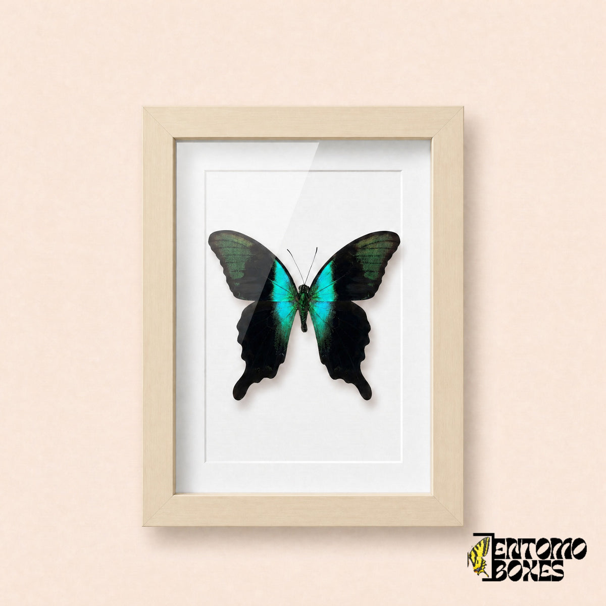 Peranthus swallowtail butterfly (Papilio peranthus) in a light wood shadow box frame, front view