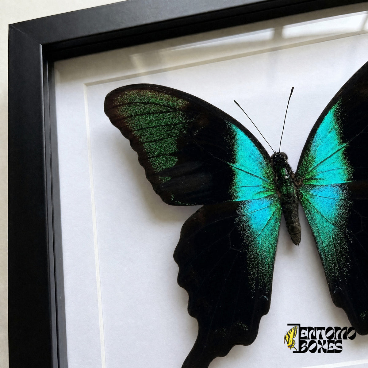 Close-up of the black wing with sparkling green scales and turquoise band of Papilio peranthus behind plexiglass in a black frame