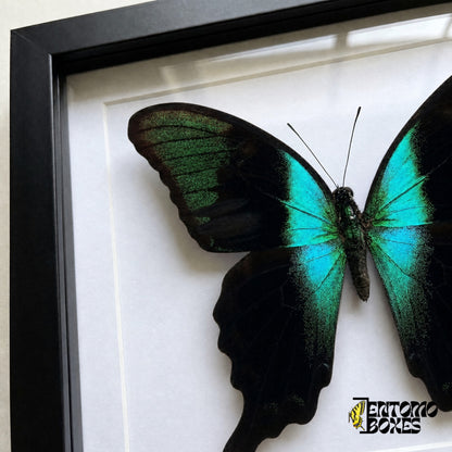 Close-up of the black wing with sparkling green scales and turquoise band of Papilio peranthus behind plexiglass in a black frame