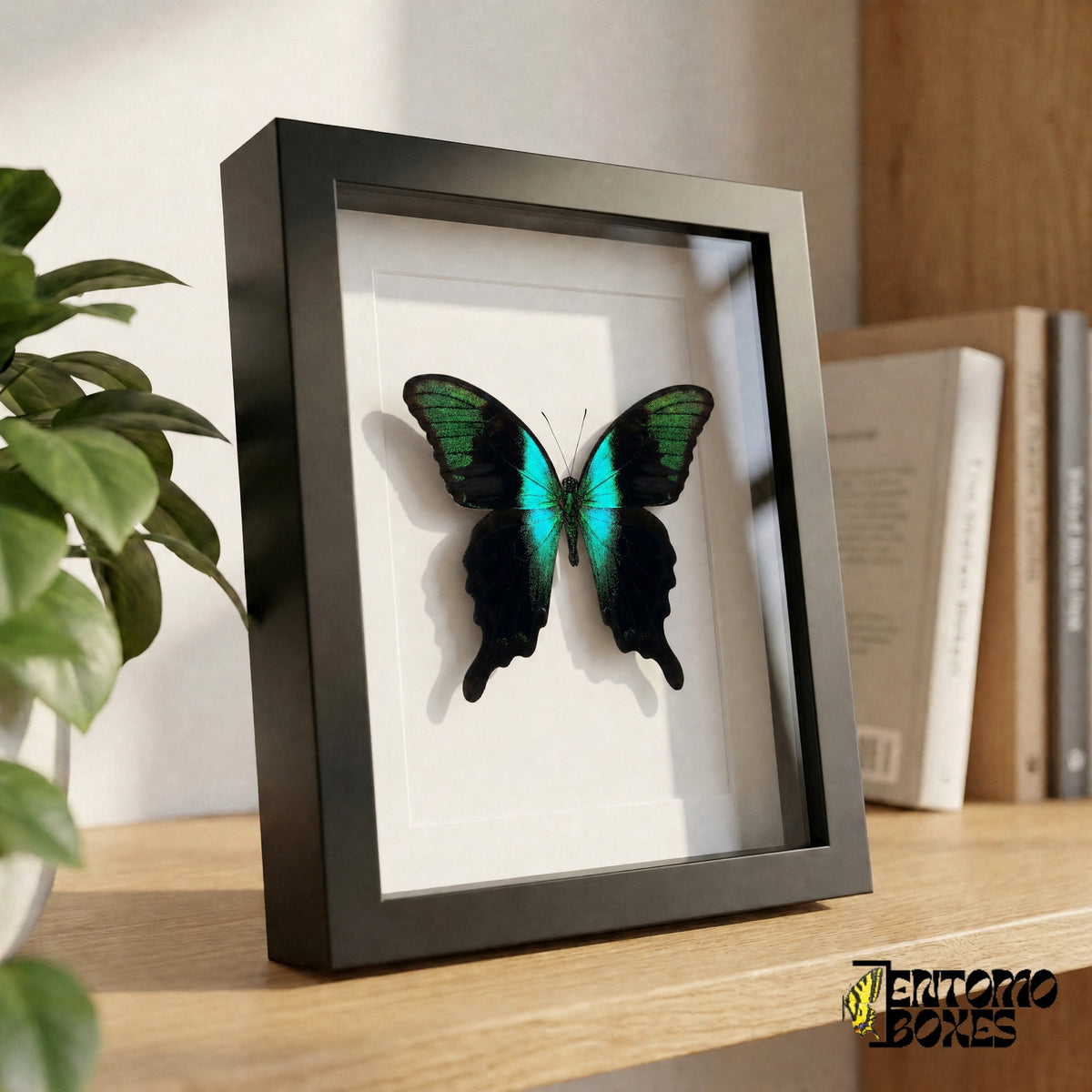 Framed black and turquoise swallowtail butterfly standing on a wooden shelf, side view showing the frame depth