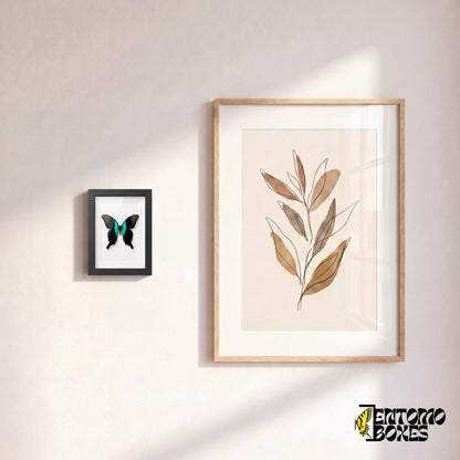 Small framed Peranthus swallowtail butterfly hanging on a wall next to a botanical art poster