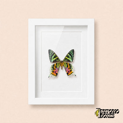 Madagascan sunset moth (Urania rhipheus) with rainbow colored wings in a white shadow box frame, front view