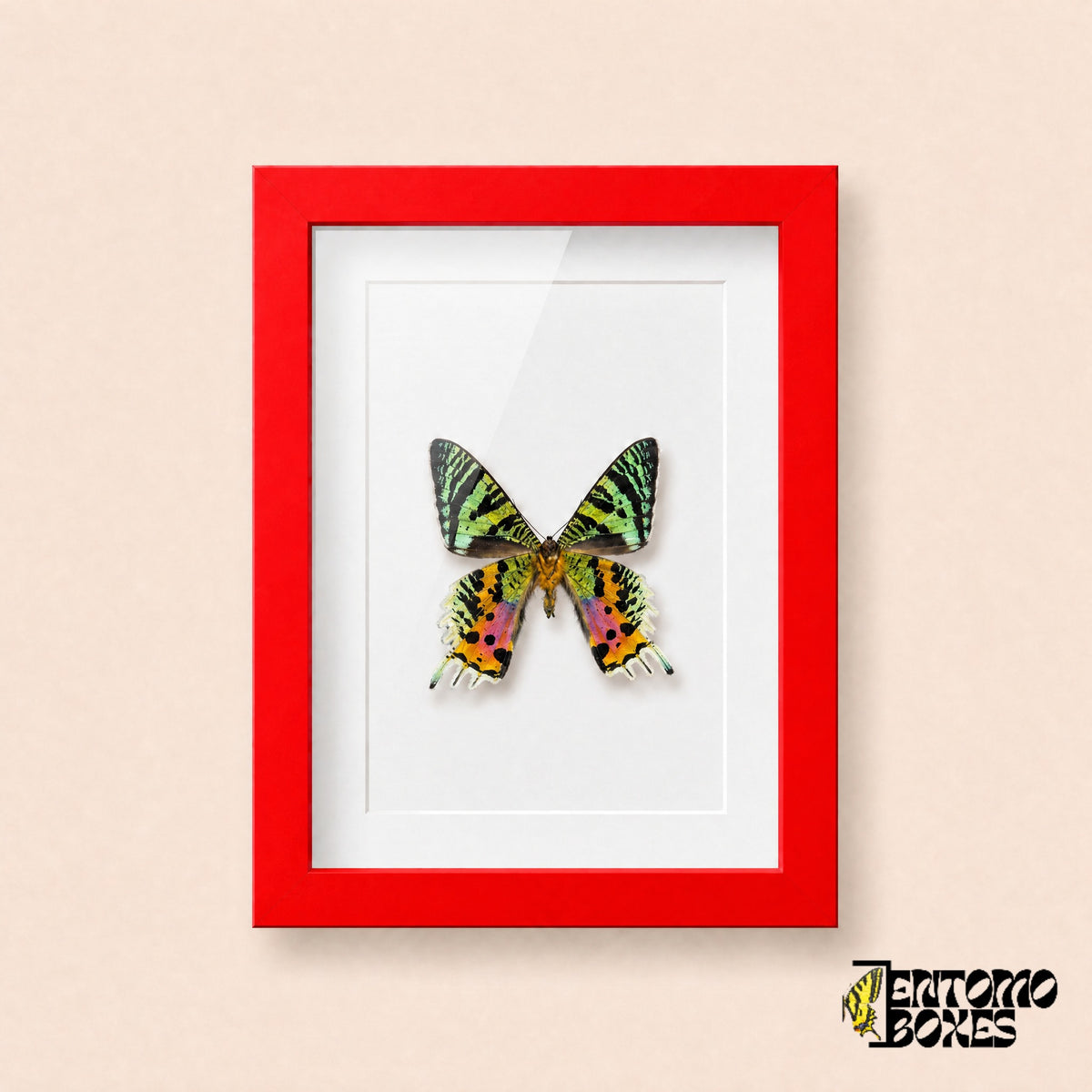 Madagascan sunset moth (Urania rhipheus) in a red shadow box frame, front view