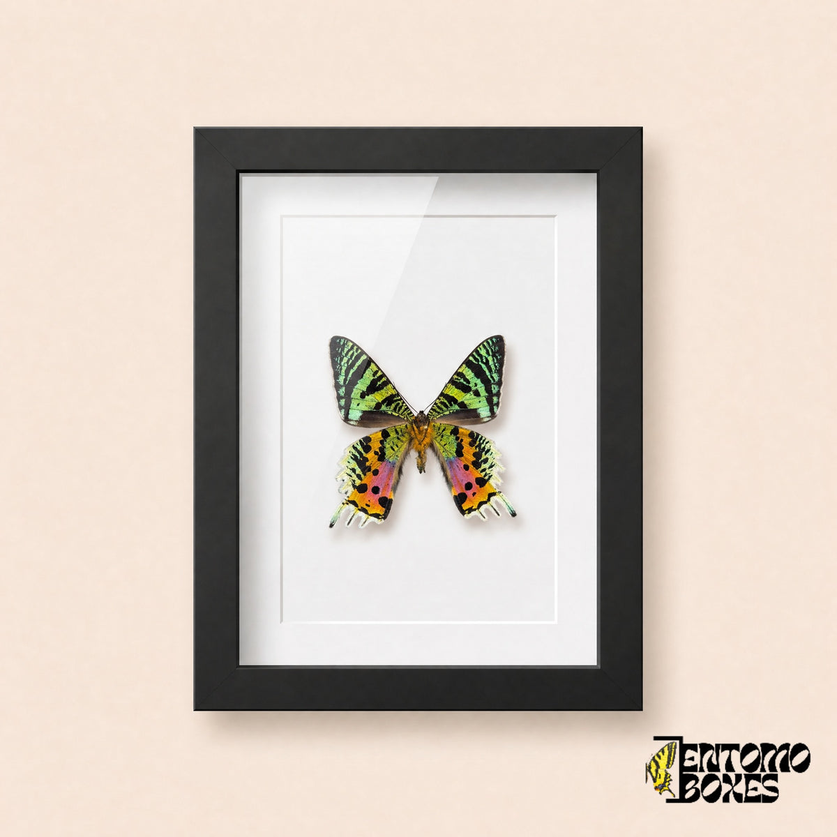 Madagascan sunset moth (Urania rhipheus) with iridescent green, orange and pink wings in a black shadow box frame, front view