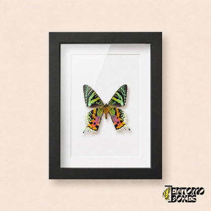 Madagascan sunset moth (Urania rhipheus) with iridescent green, orange and pink wings in a black shadow box frame, front view