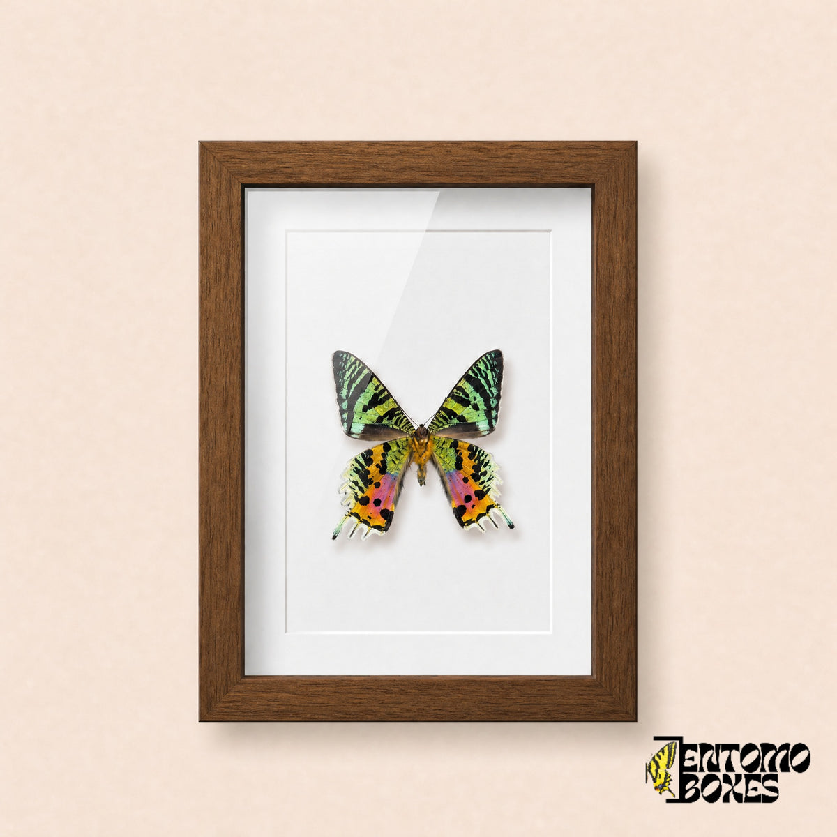 Madagascan sunset moth (Urania rhipheus) in a dark wood shadow box frame, front view