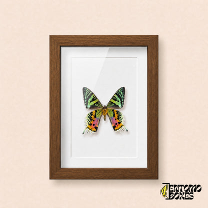 Madagascan sunset moth (Urania rhipheus) in a dark wood shadow box frame, front view