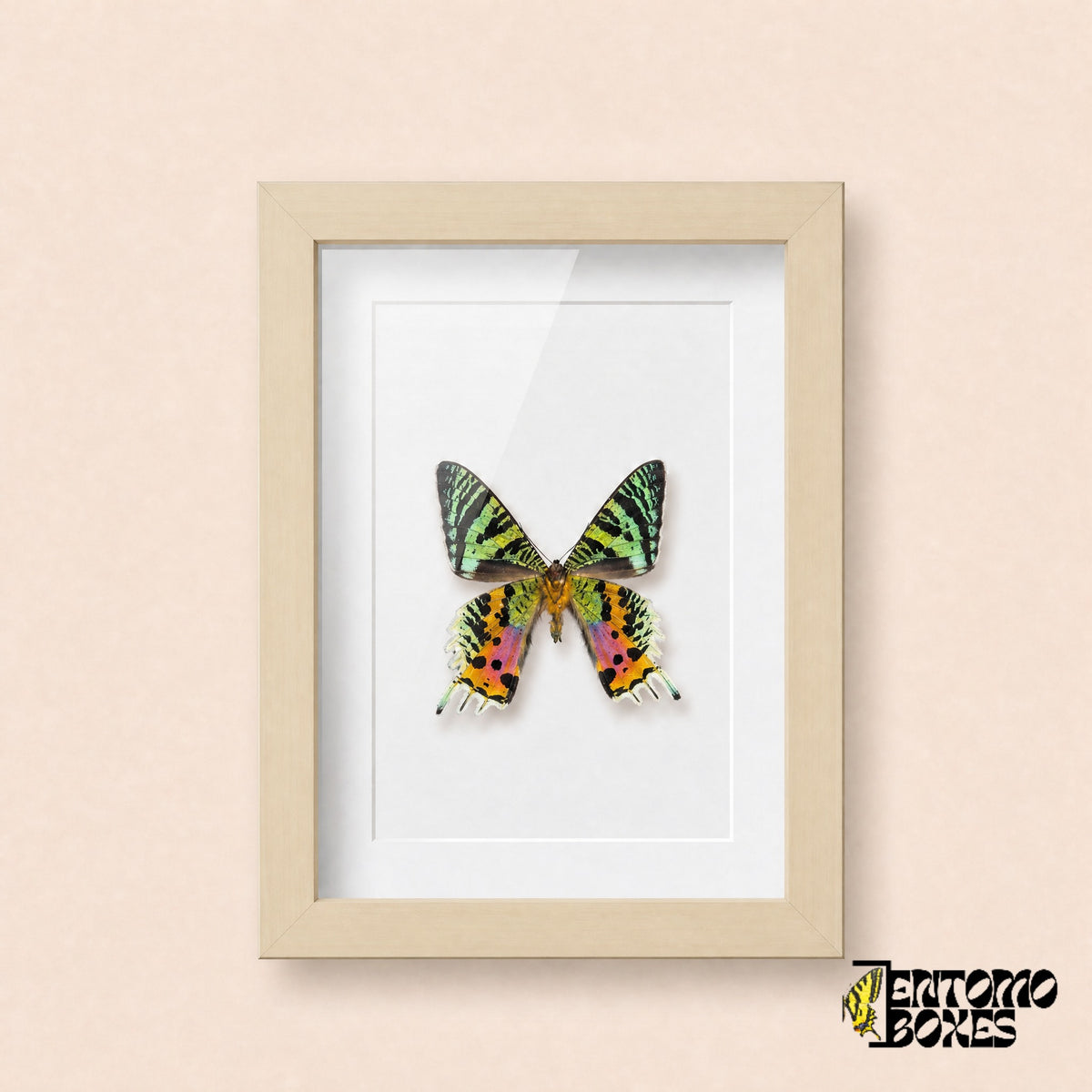 Madagascan sunset moth (Urania rhipheus) in a light wood shadow box frame, front view