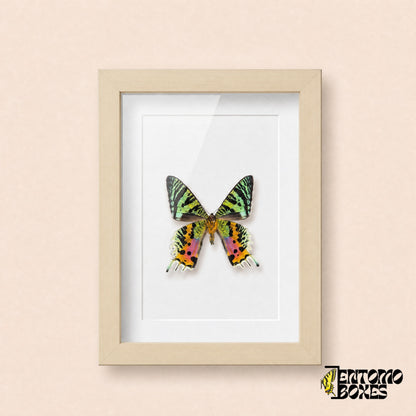 Madagascan sunset moth (Urania rhipheus) in a light wood shadow box frame, front view
