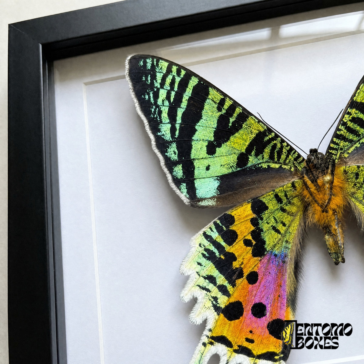 Close-up of the green striped forewing and orange, pink and black hindwing of Urania rhipheus behind plexiglass in a black frame