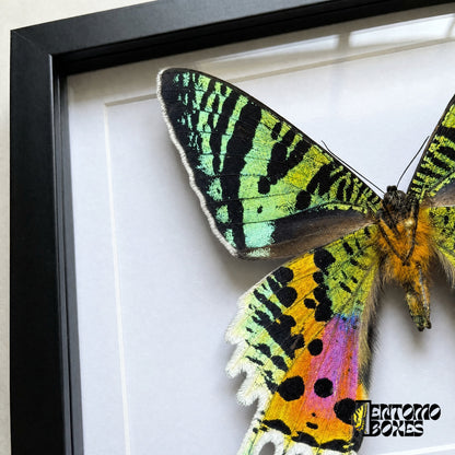 Close-up of the green striped forewing and orange, pink and black hindwing of Urania rhipheus behind plexiglass in a black frame