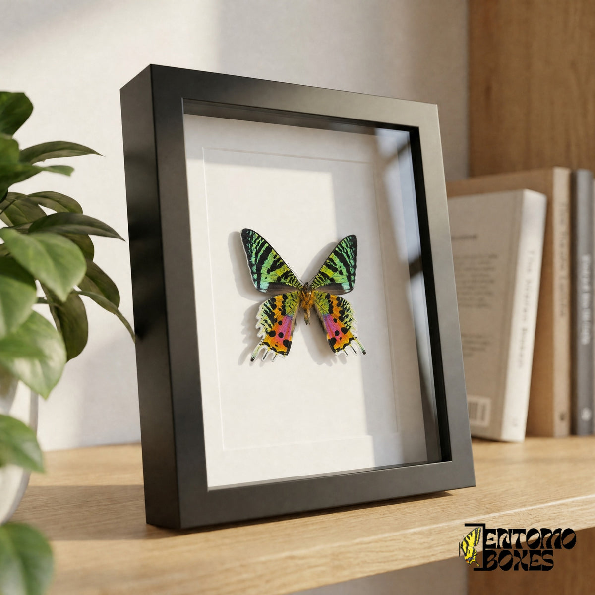 Framed rainbow colored sunset moth standing on a wooden shelf, side view showing the frame depth