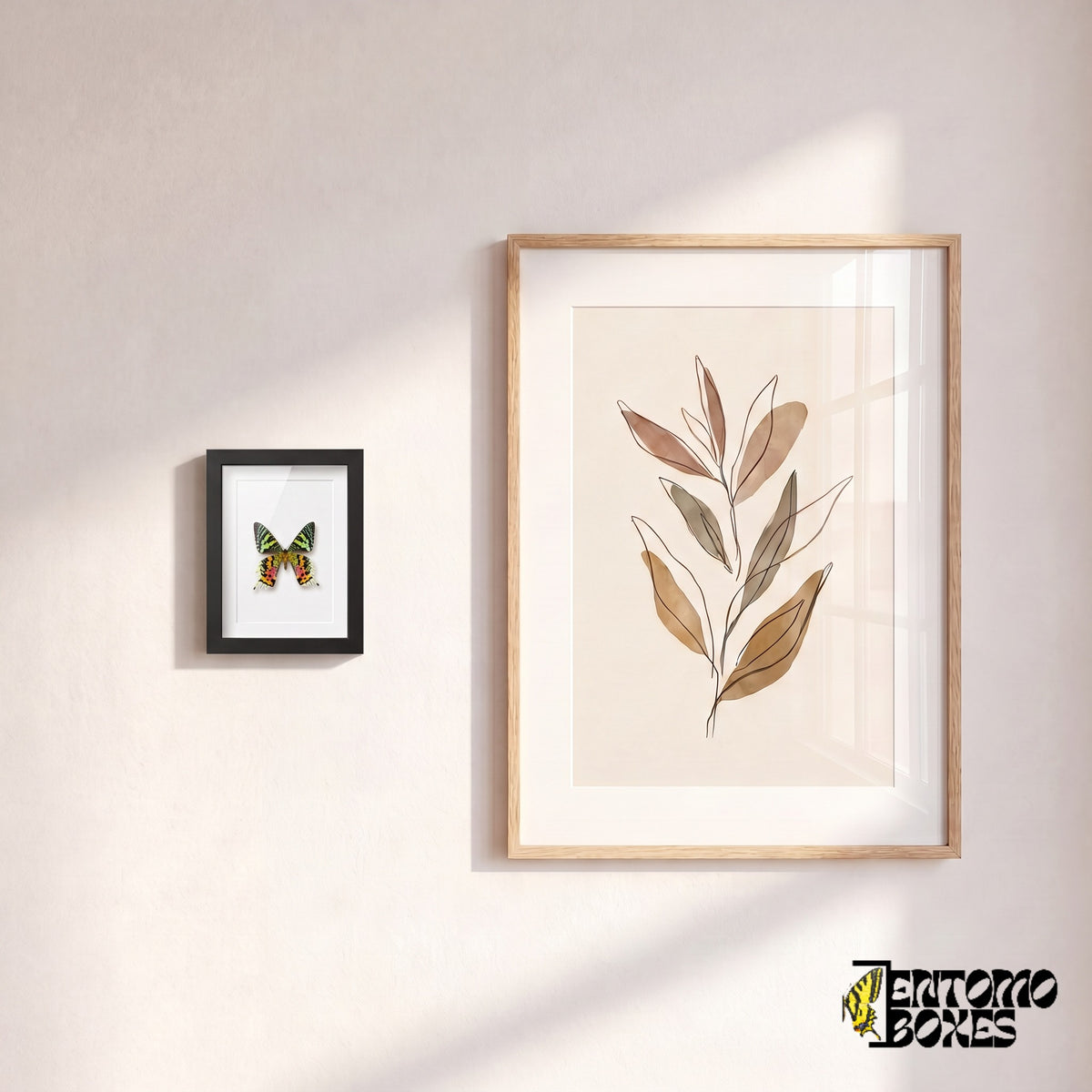 Small framed Madagascan sunset moth hanging on a wall next to a botanical art poster