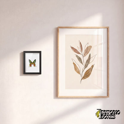 Small framed Madagascan sunset moth hanging on a wall next to a botanical art poster