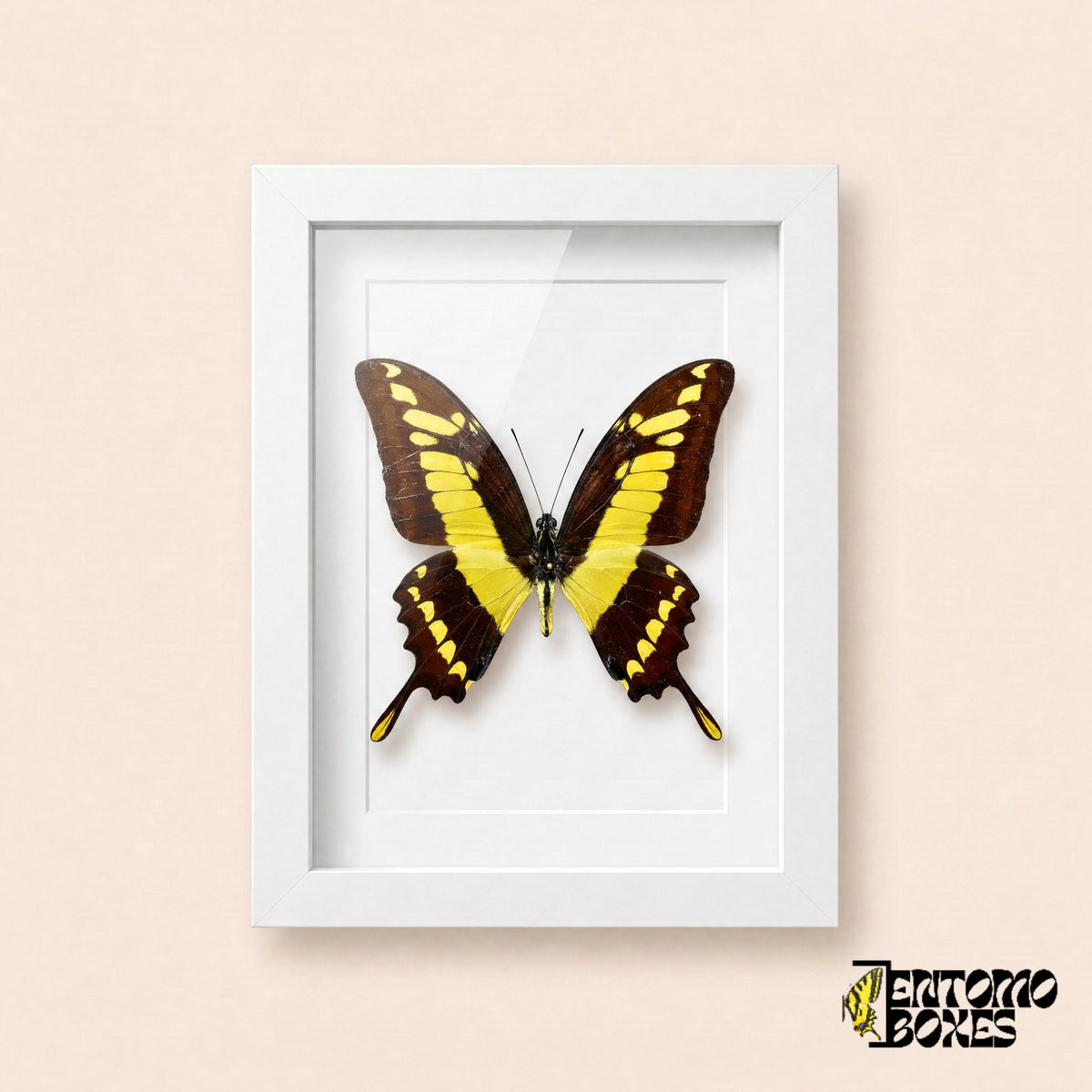 Thoas swallowtail butterfly (Papilio thoas) with dark brown wings and bold yellow bands in a white shadow box frame, front view
