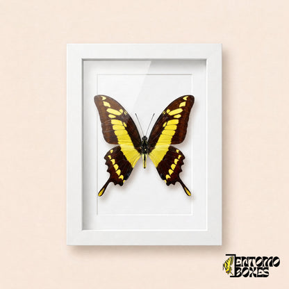 Thoas swallowtail butterfly (Papilio thoas) with dark brown wings and bold yellow bands in a white shadow box frame, front view