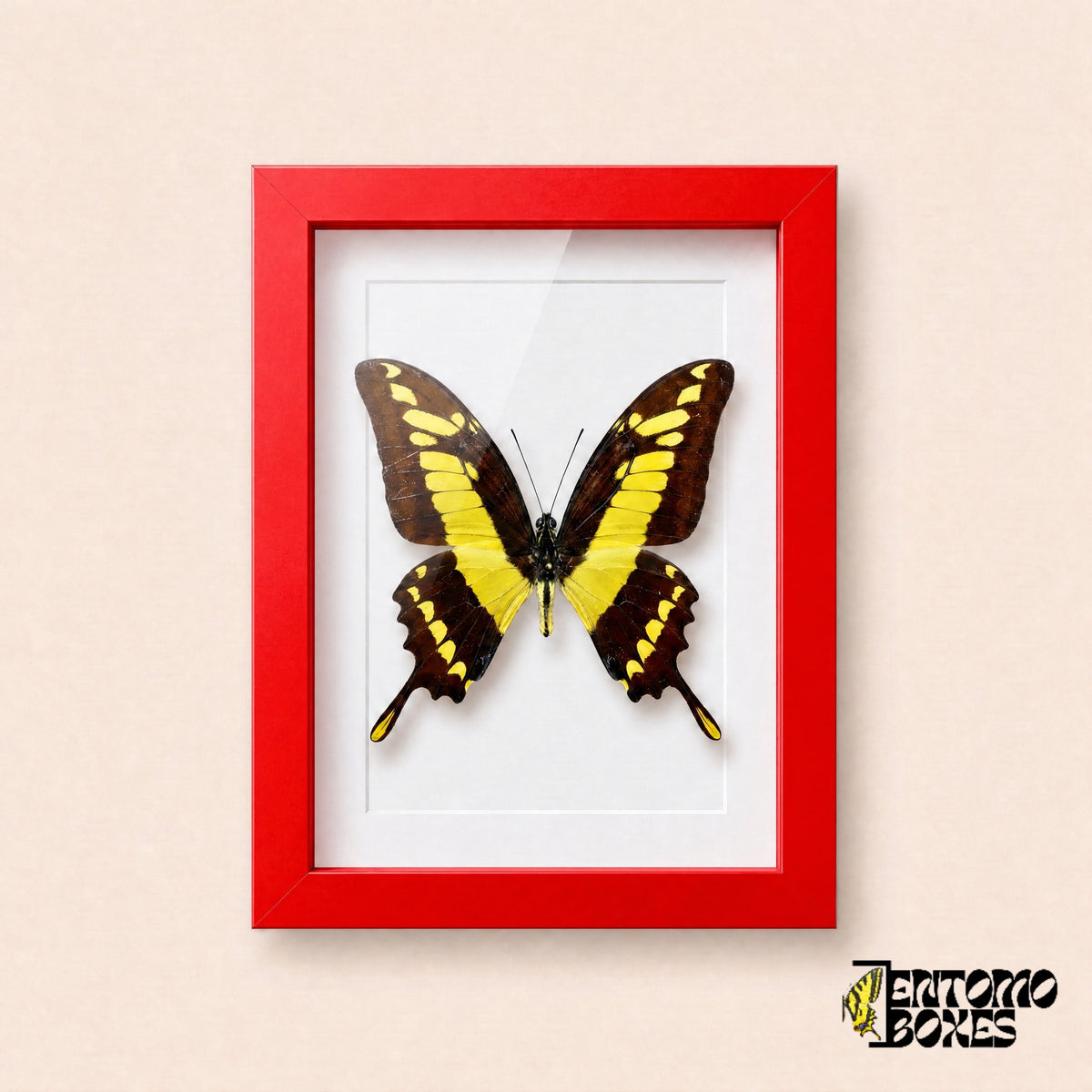 Thoas swallowtail butterfly (Papilio thoas) in a red shadow box frame, front view