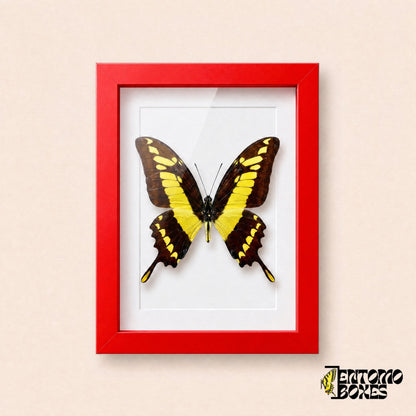 Thoas swallowtail butterfly (Papilio thoas) in a red shadow box frame, front view