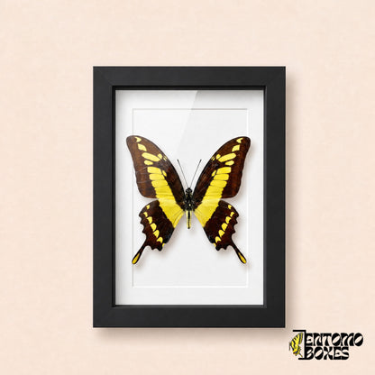 Thoas swallowtail butterfly (Papilio thoas) in a black shadow box frame, front view